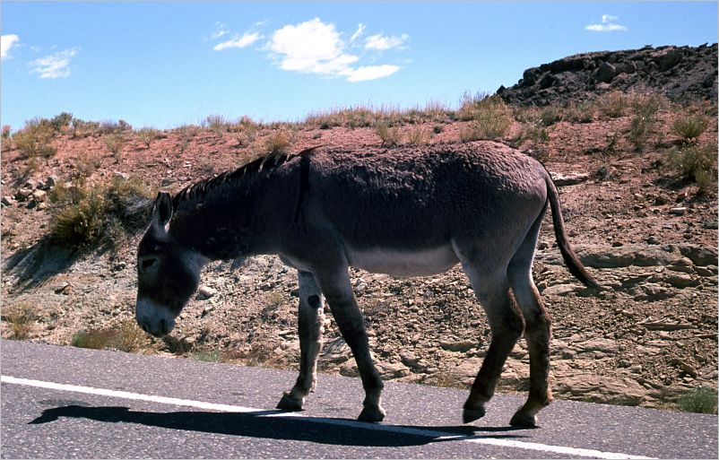Near the four corners area