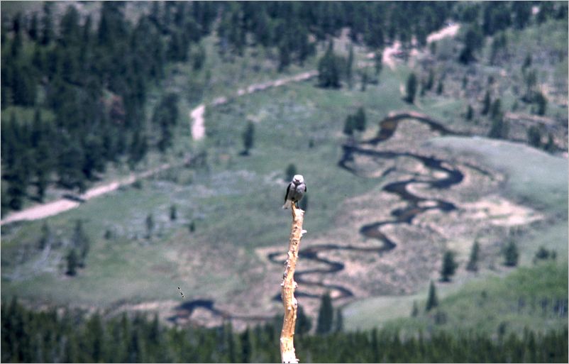 1975 Trail Ridge Road