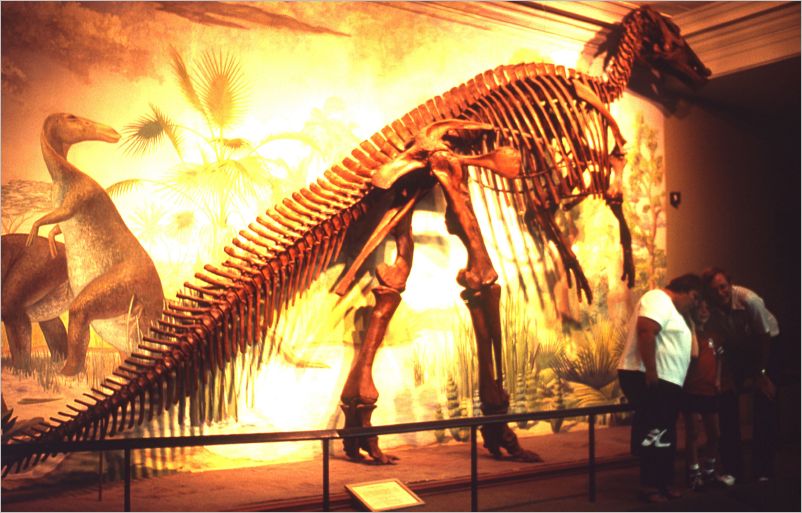 Denver Museum of Natural History