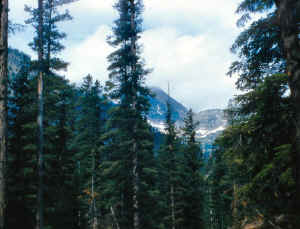 Mont-034-7x10.jpg (97719 bytes)