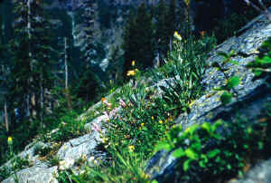 Mont-046-7x10.jpg (115455 bytes)